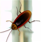 寵物小強(qiáng)模擬器 免安裝版