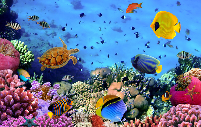 夢(mèng)幻水族館中文版截圖