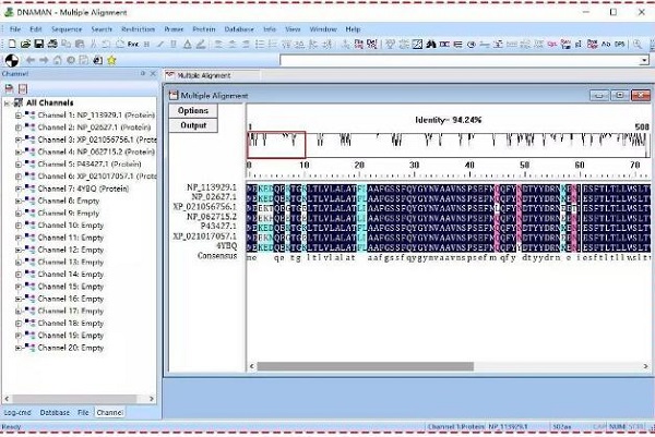 DNAMAN破解版下載