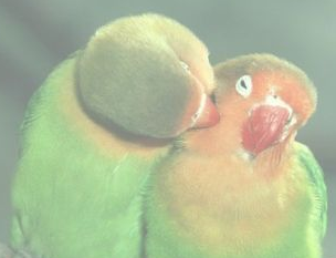 Corel Painter 11繪畫(huà)軟件