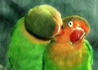 Corel Painter 11繪畫(huà)軟件