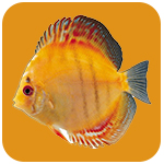 3D水族館動態(tài)屏保 V2023綠色注冊版