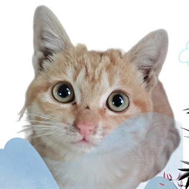 電工仿真實(shí)練手機(jī)版 v1.0