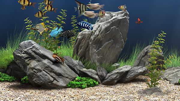 Dream Aquarium(屏幕保護(hù)程序)