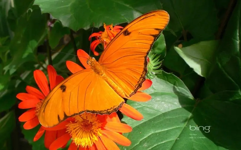 必應(yīng)繽紛桌面電腦版