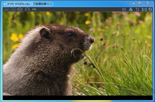 萬能播放器wplayer官方版
