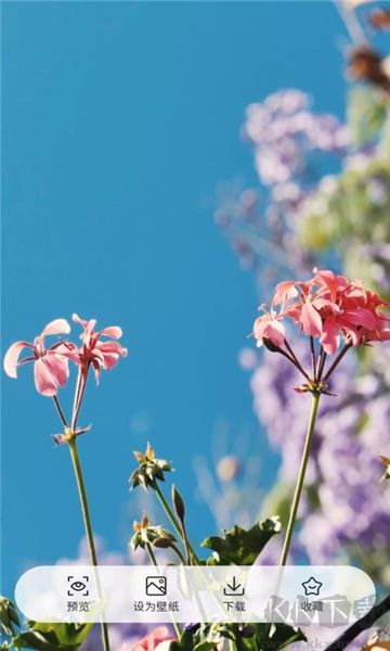 桌面每日壁紙app標準版